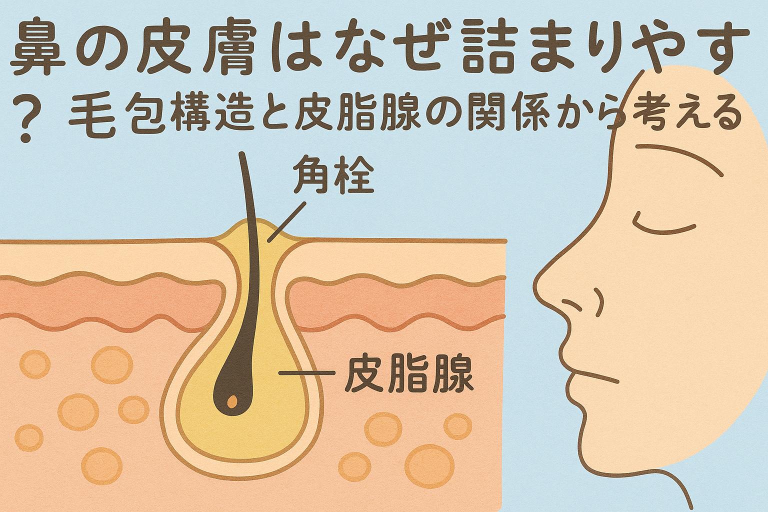 「鼻の断面図において皮脂腺と毛包の構造が強調され、詰まりやすい理由を説明するイラスト。横には横顔のイラストが添えられている。