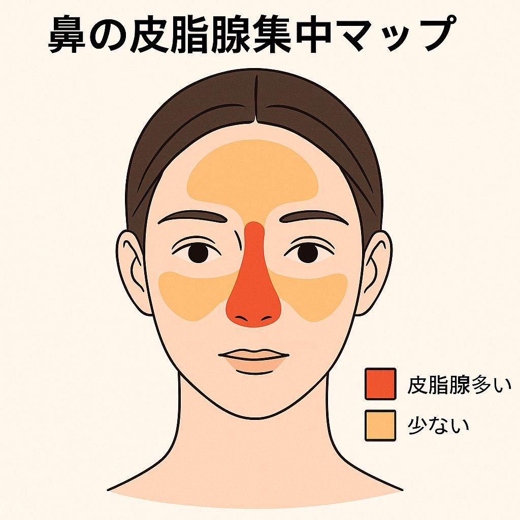 女性の顔の正面イラストに皮脂腺の分布を示すヒートマップ。鼻が赤で最も皮脂腺が多く、頬と額はオレンジでやや少ないことを示している。「鼻の皮脂腺集中マップ」とタイトルがあり、凡例に赤=皮脂腺多い、オレンジ=少ないと表示されている。