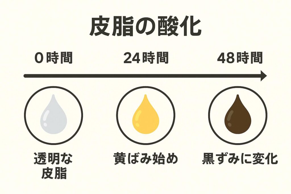 「皮脂の酸化プロセスを示す図。0時間は透明な皮脂、24時間で黄ばみ始め、48時間で黒ずみに変化する様子を時間軸に沿って示している。」