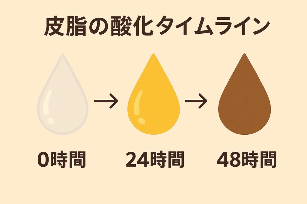 「皮脂の酸化タイムラインを示す図解。0時間は透明なしずく、24時間は黄色く濁ったしずく、48時間は茶色く固まったしずくで表現され、皮脂が時間とともに角栓化する過程を視覚化している。」
