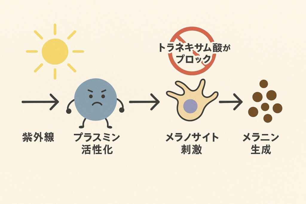 「紫外線 → プラスミン活性化 → メラノサイト刺激 → メラニン生成」の流れを示す図解。途中に「🚫 トラネキサム酸がブロック」と表示され、メラニン生成を抑える仕組みを視覚的に説明している。