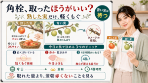 角栓は取ったほうがいいか白く浮いている赤み乾きがない48時間触らず置けるかで判断する